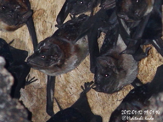 Cairns Nature Album » Spotlighting Centenary Lakes » Bats Cairns Nature Album » Spotlighting Centenary Lakes » Bats